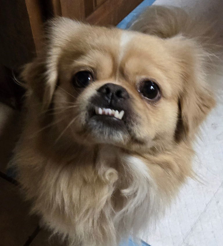 Sonic 06-22-2025, an adoptable Pekingese in San Antonio, TX, 78251 | Photo Image 1