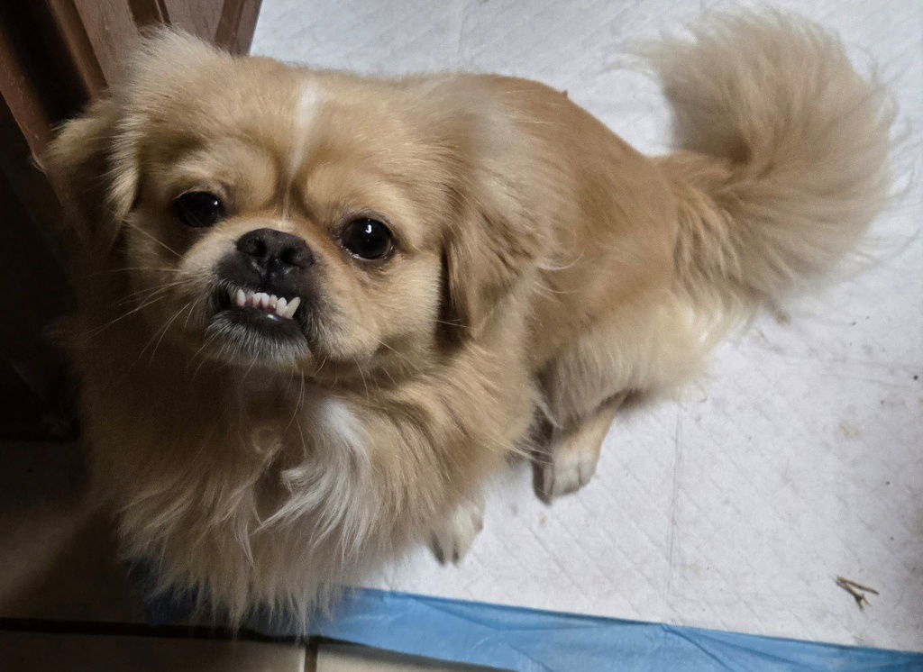 Sonic 06-22-2025, an adoptable Pekingese in San Antonio, TX, 78251 | Photo Image 2