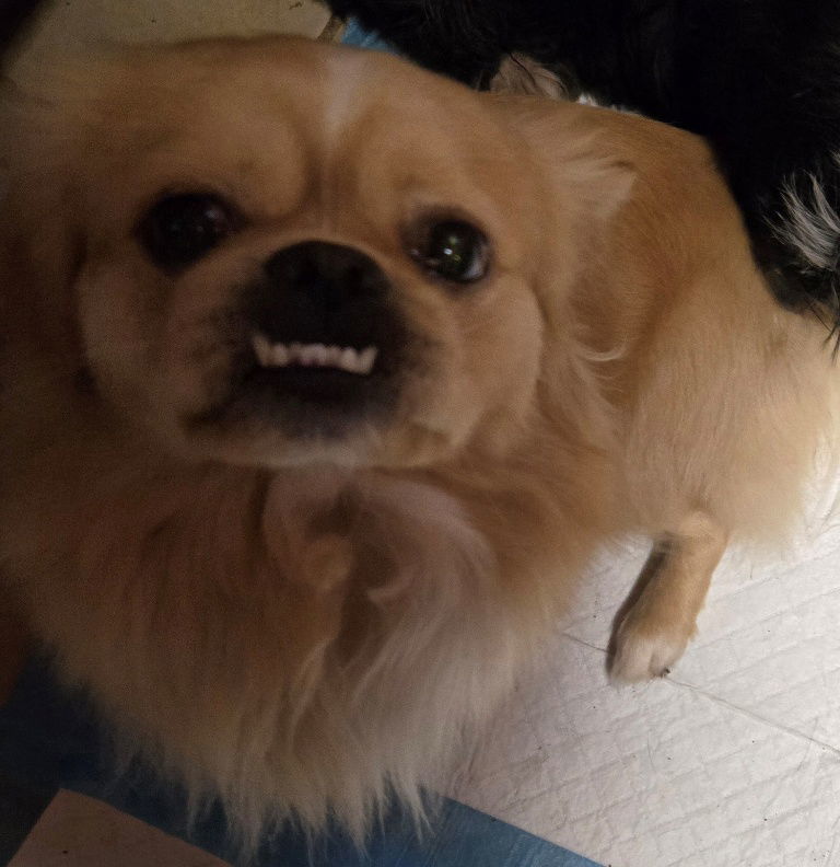 Sonic 06-22-2025, an adoptable Pekingese in San Antonio, TX, 78251 | Photo Image 3