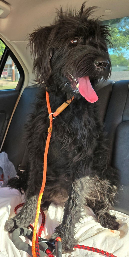 Gracie