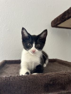 Kunibert, Baby Female Domestic Short Hair