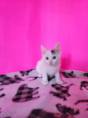 Im a preadopt and will be ready to go home in August Im very sweet super playf