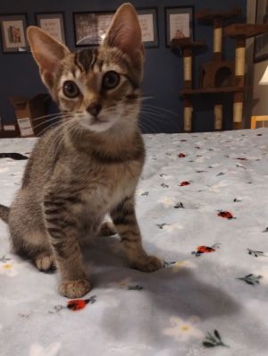 Peep, Baby Male Domestic Short Hair
