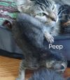 Peep photo 3