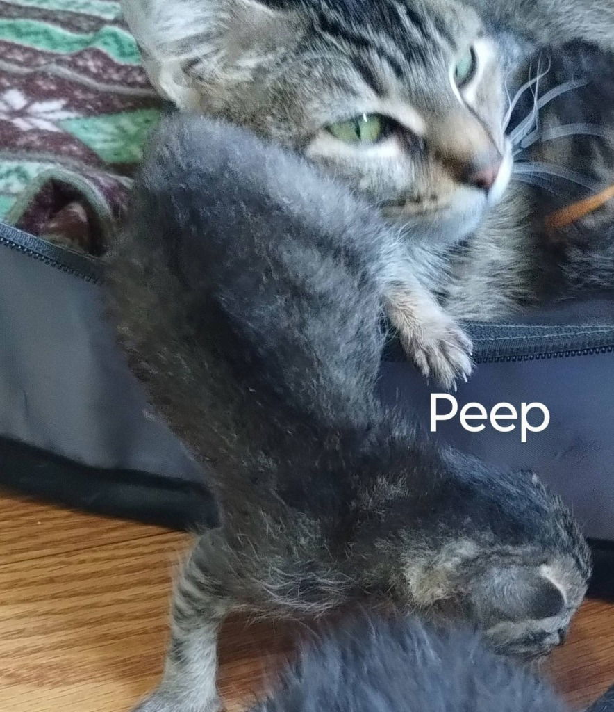 Peep