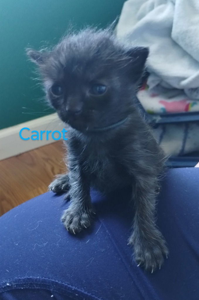 Carrot