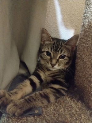 Bunny, Baby Female Domestic Short Hair