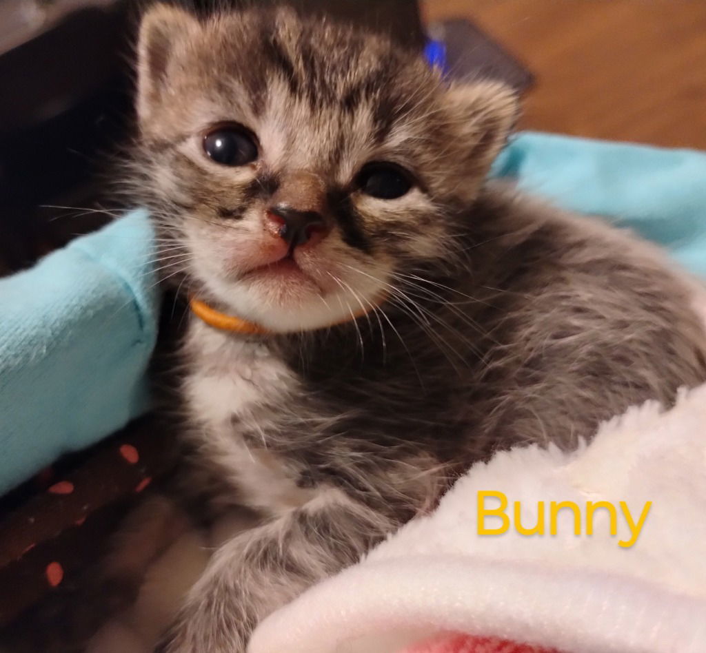 Bunny
