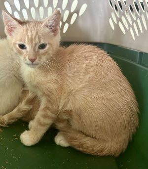 Vance (705-25) Domestic Short Hair Cat