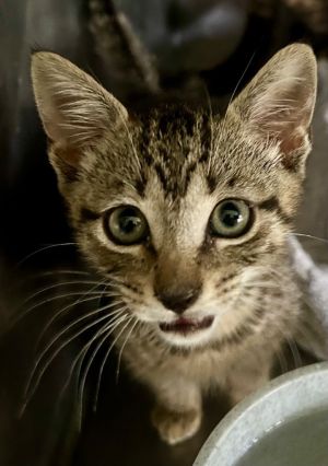 Carmichael Domestic Short Hair Cat
