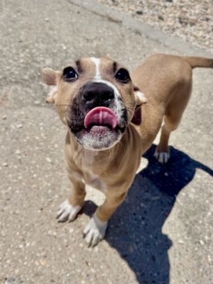 Gemini Pit Bull Terrier Dog