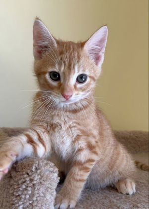 Emily Tabby Cat
