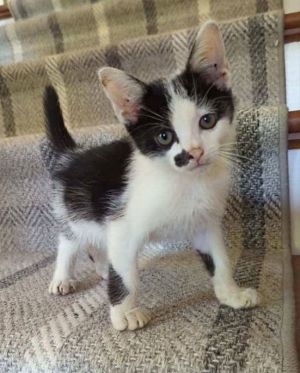 Angel Domestic Medium Hair Cat