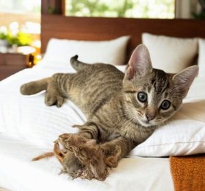 Hi Im Arnie My foster mom calls me Mothers little helper and I think I am really good at it