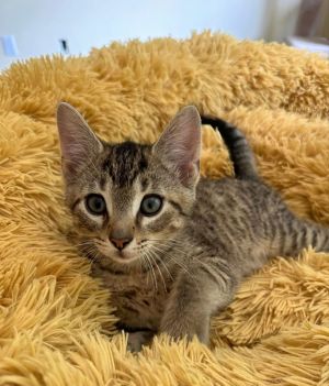Leo Tabby Cat