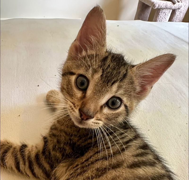Leo
