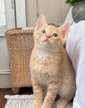 Jessie Tabby Cat