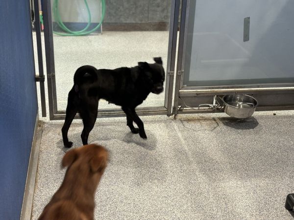 Pugsley thumbnail 2