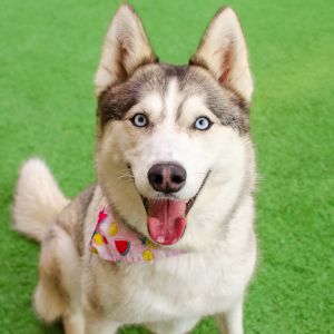 Mariah Siberian Husky Dog