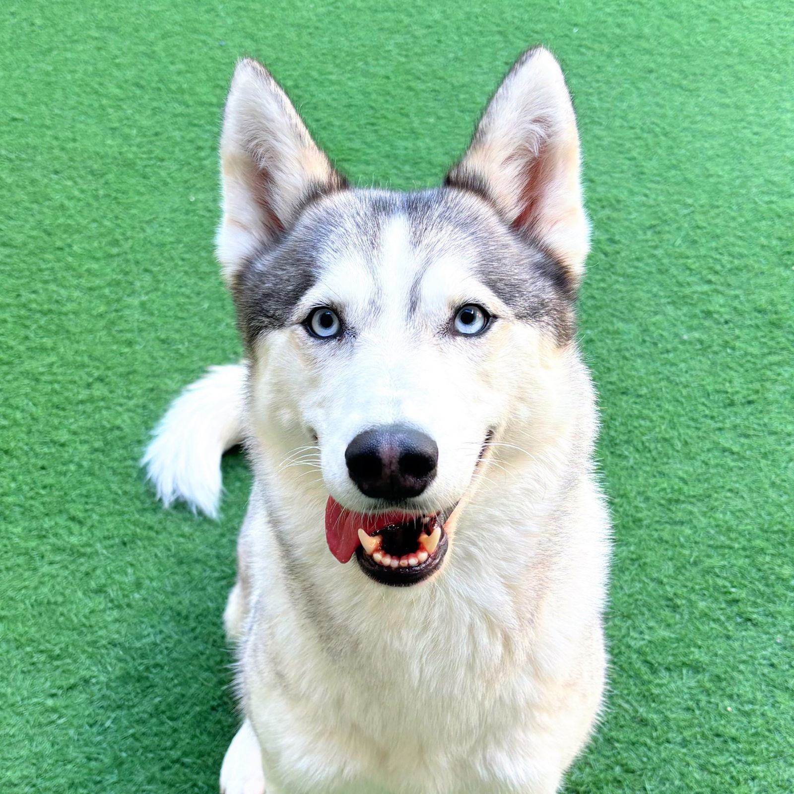 Mariah, an adoptable Siberian Husky, Spitz in Burlingame, CA, 94010 | Photo Image 2