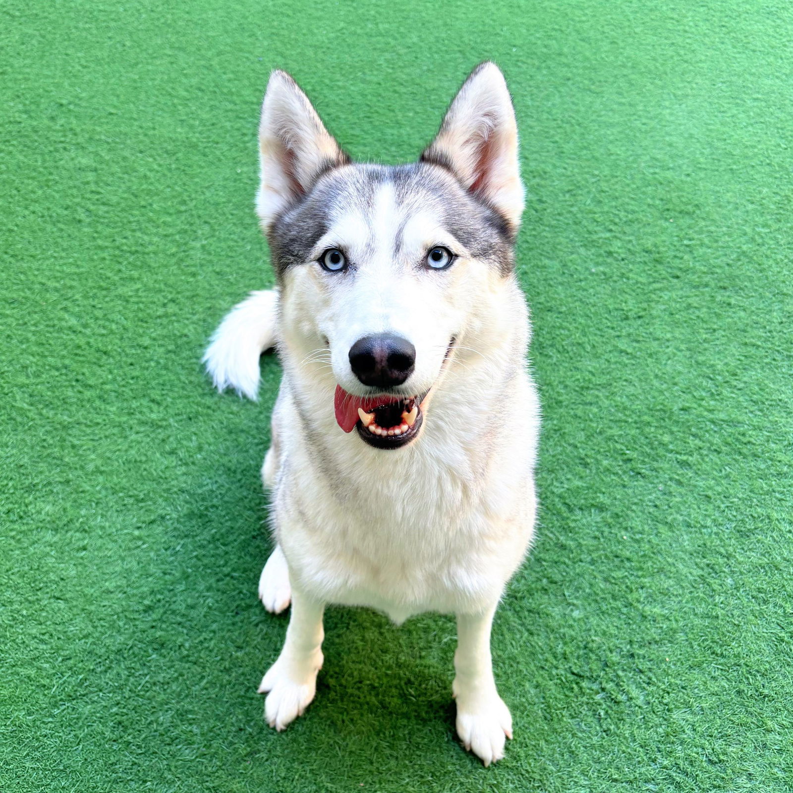 Mariah, an adoptable Siberian Husky, Spitz in Burlingame, CA, 94010 | Photo Image 3
