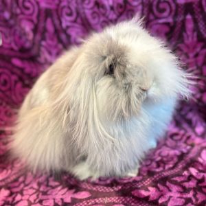 Winnie Bunny Rabbit Rabbit