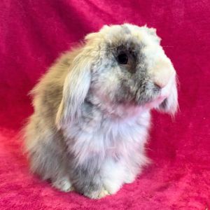 MY ADOPTION FEES ARE WAIVED Hello Im Winnie a 1-year-old small sized spayed female long haire
