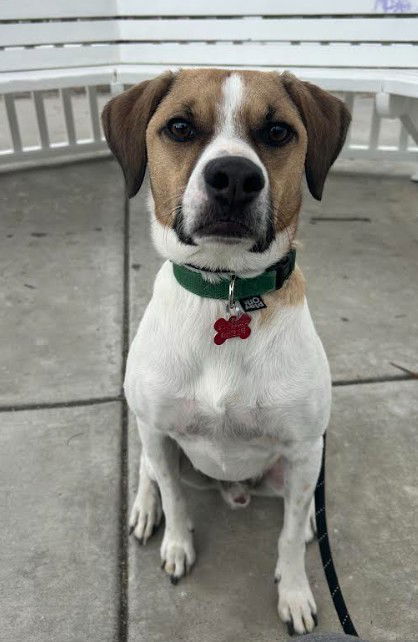Mr.Scootch