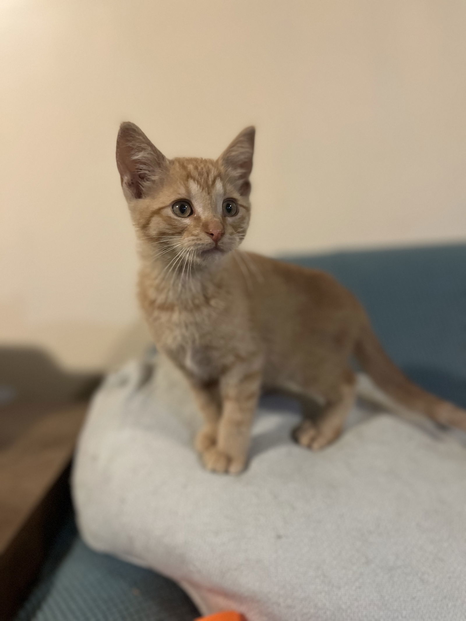 Huey