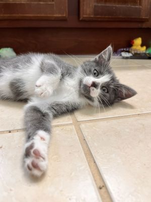 SANDY, Baby Female Domestic Short Hair