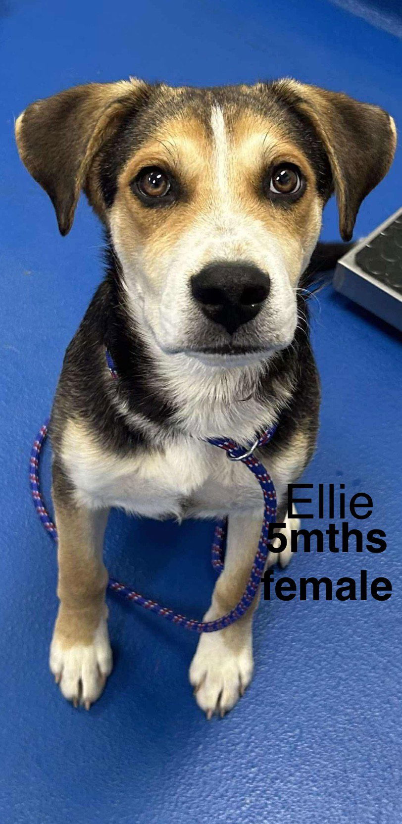 ELLIE