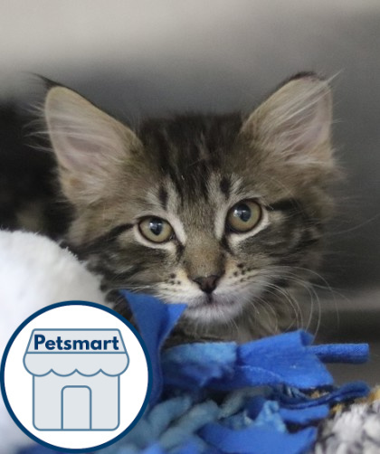 Mabel, an adoptable Domestic Medium Hair, Domestic Short Hair in Walla Walla, WA, 99362 | Photo Image 1