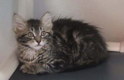 Mabel, an adoptable Domestic Medium Hair, Domestic Short Hair in Walla Walla, WA, 99362 | Photo Image 2