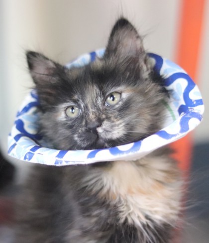 Beignet, an adoptable Domestic Medium Hair, Domestic Short Hair in Walla Walla, WA, 99362 | Photo Image 1