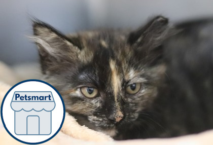 Hazelnut, an adoptable Domestic Medium Hair, Domestic Short Hair in Walla Walla, WA, 99362 | Photo Image 1