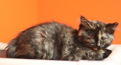 Hazelnut, an adoptable Domestic Medium Hair, Domestic Short Hair in Walla Walla, WA, 99362 | Photo Image 2