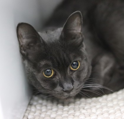 Patrick, an adoptable Domestic Short Hair in Walla Walla, WA, 99362 | Photo Image 1