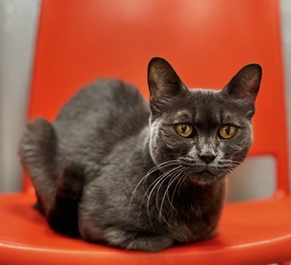 Patrick, an adoptable Domestic Short Hair in Walla Walla, WA, 99362 | Photo Image 1