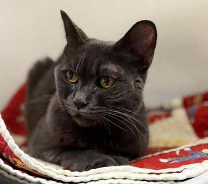 Patrick, an adoptable Domestic Short Hair in Walla Walla, WA, 99362 | Photo Image 2