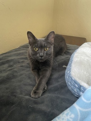 Patrick, an adoptable Domestic Short Hair in Walla Walla, WA, 99362 | Photo Image 3