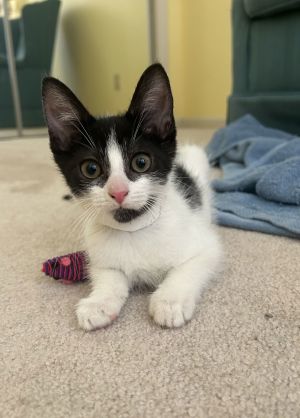 Tulip, Baby Female Domestic Short Hair