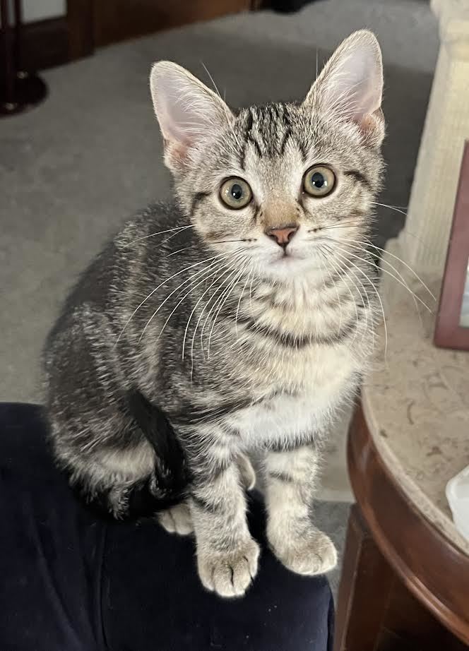 Isabel