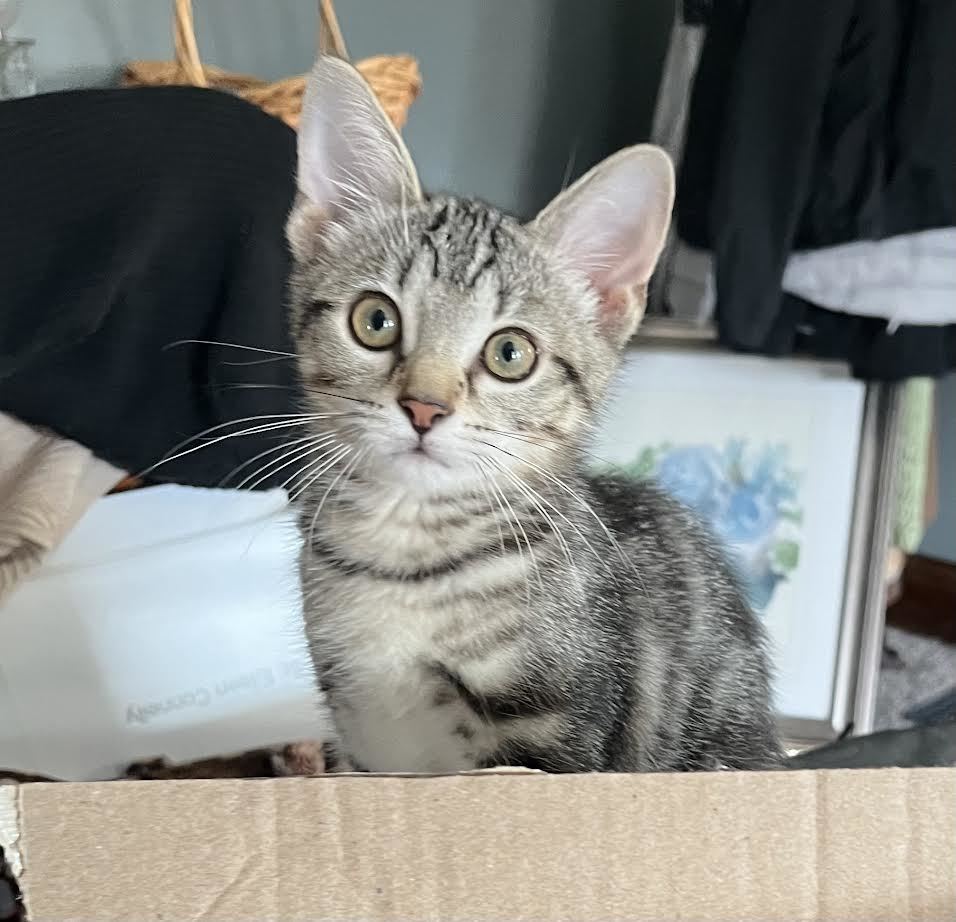 Isabel