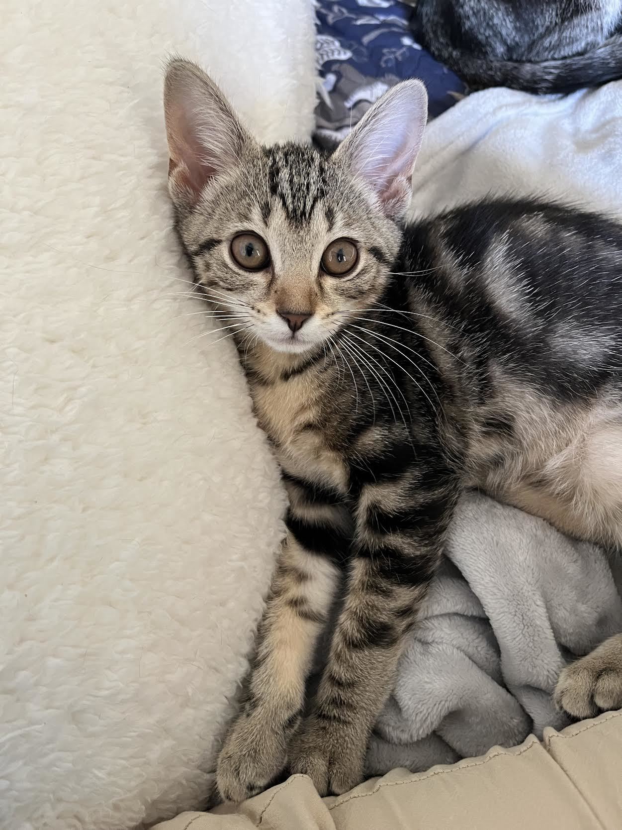 Iris