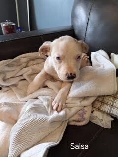 Salsa is just a baby at two months old She is the smallest of the pups at just 84 pounds