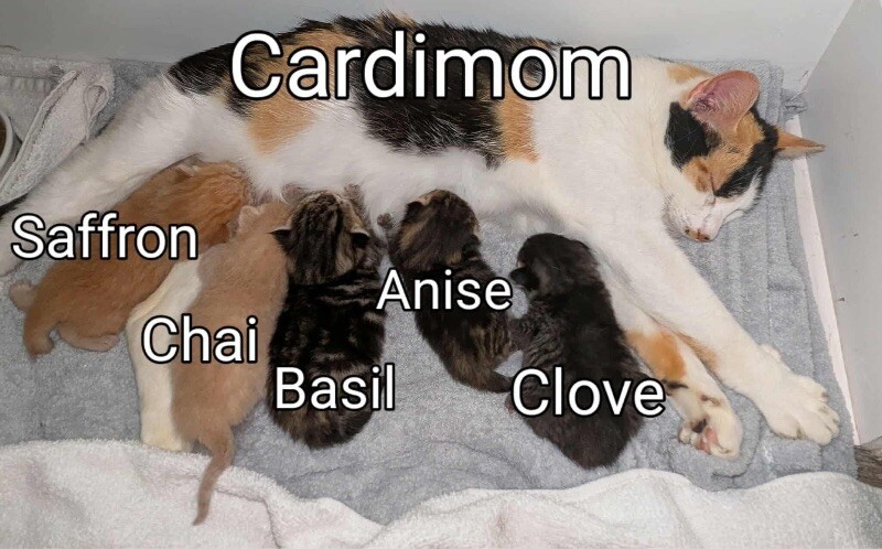 Cardamom