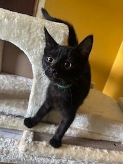 Broccoli, Young Male Domestic Short Hair