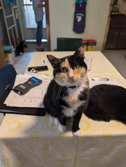 Frenchie, an adoptable Domestic Short Hair in Rice Lake, WI, 54868 | Photo Image 1