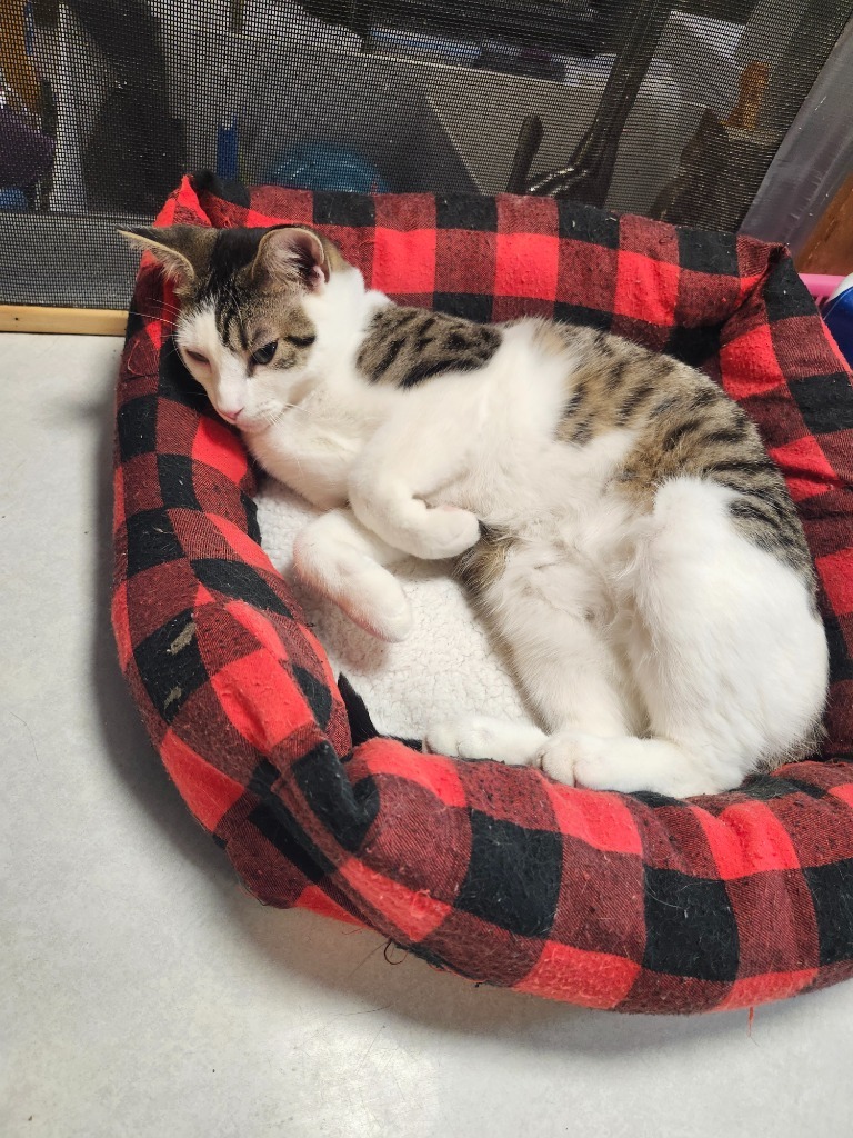 Leni, an adoptable Domestic Short Hair in Rice Lake, WI, 54868 | Photo Image 1