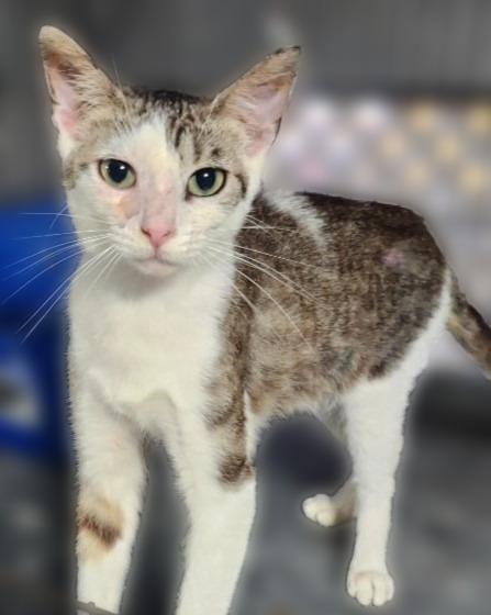 Leni, an adoptable Domestic Short Hair in Rice Lake, WI, 54868 | Photo Image 2